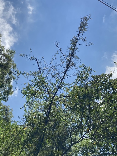 Osteomeles schwerinae (Sugar fruit) — photo
