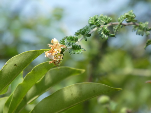 Osteomeles subrotunda — photo