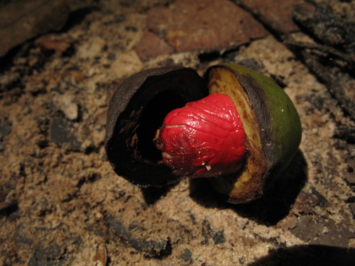 Osteophloeum platyspermum (Ucuubarana) — photo