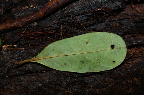 Osteophloeum platyspermum (Ucuubarana) — photo