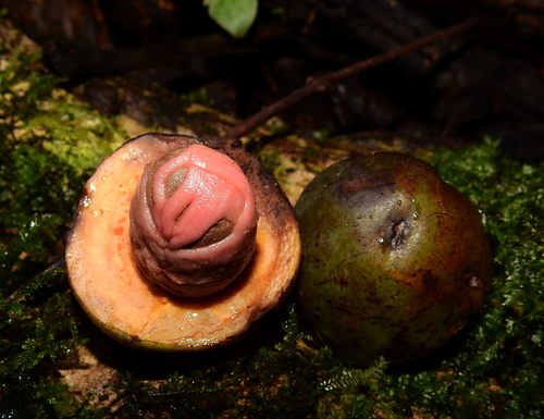 Osteophloeum platyspermum