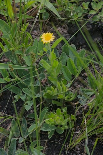 Osteospermum grandidentatum — photo