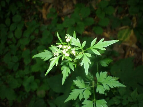 Ostericum sieboldii (Shan qin) — photo
