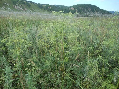 Ostericum viridiflorum (Lu hua shan qin) — photo