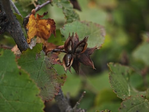 Ostryopsis davidiana (Shirenghen chai) — photo