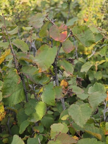 Ostryopsis davidiana (Shirenghen chai) — photo