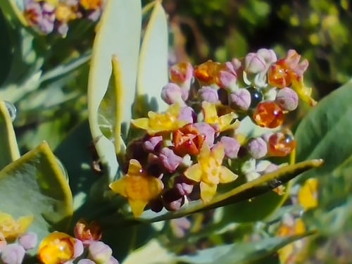 Osyris compressa (Cape sumach) — photo