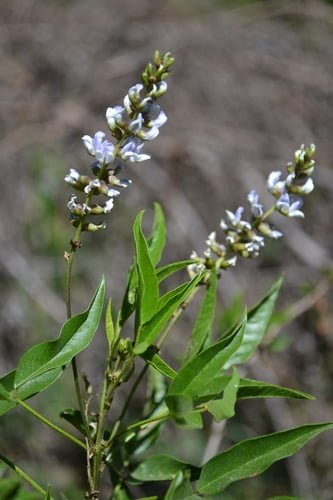 Otholobium glandulosum (Glandular otholobium) — photo