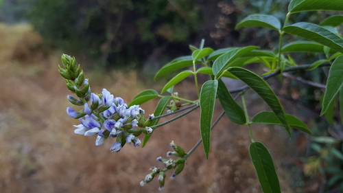 Otholobium glandulosum (Glandular otholobium) — photo