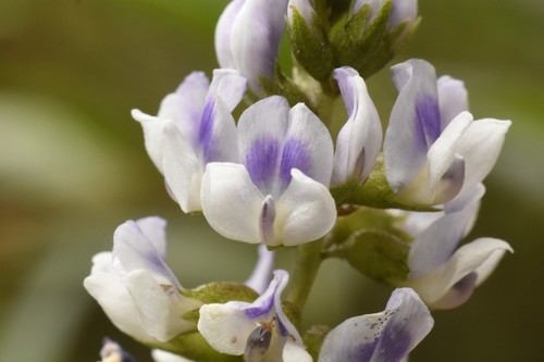 Otholobium glandulosum