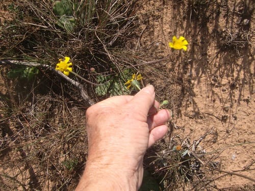 Othonna auriculifolia — photo