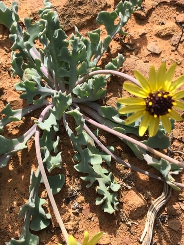 Othonna auriculifolia