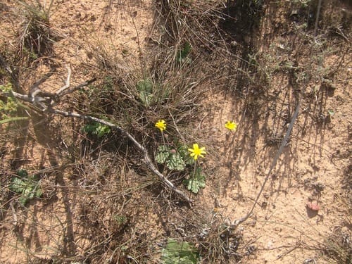 Othonna auriculifolia — photo