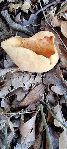 Otidea onotica (Ear-jack fungus) — photo