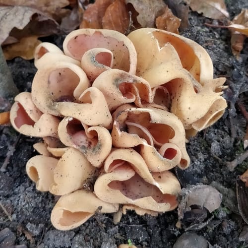 Otidea onotica (Ear-jack fungus) — photo