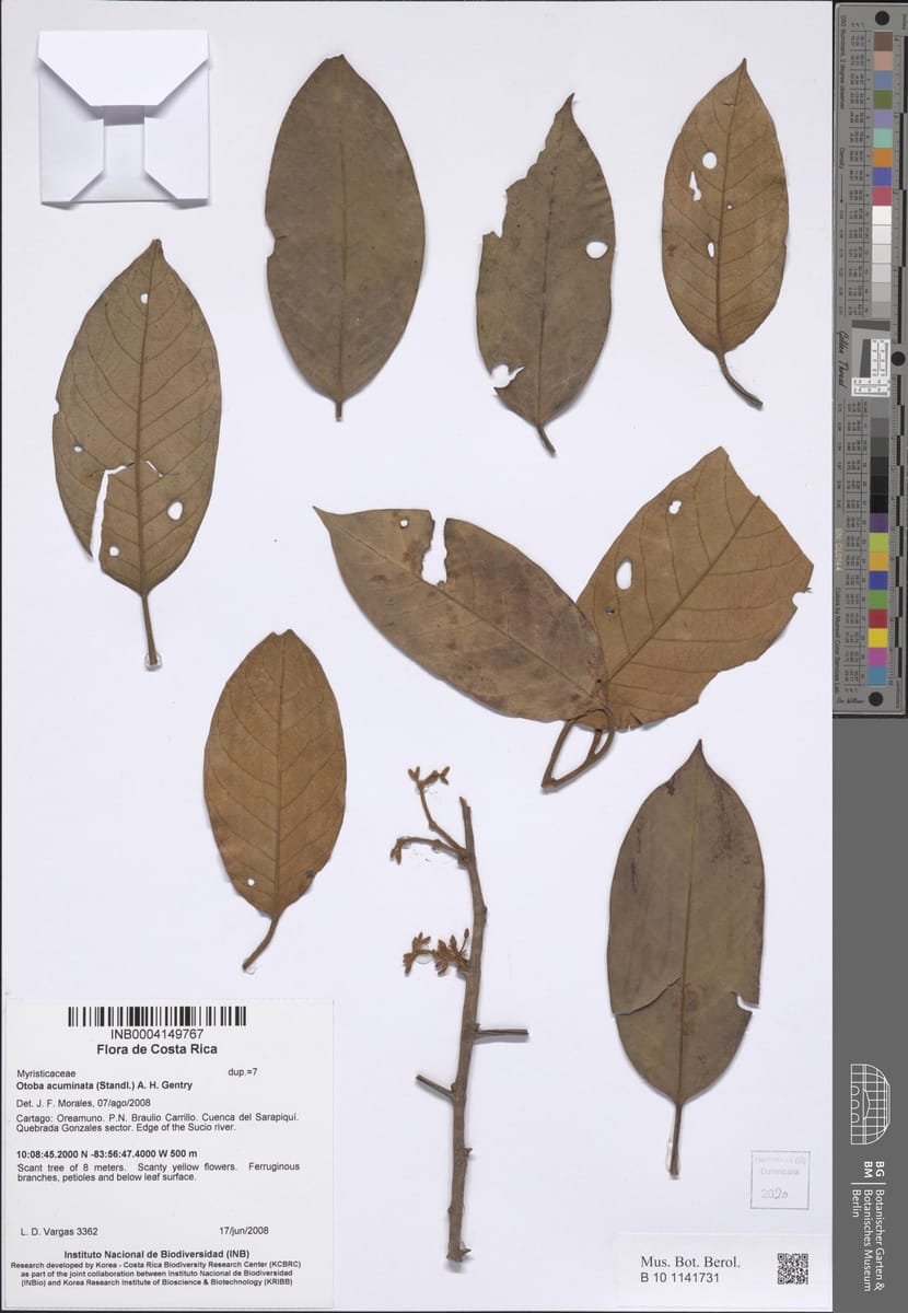 Otoba acuminata — photo