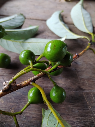 Otoba parvifolia (Small leaf otoba) — photo