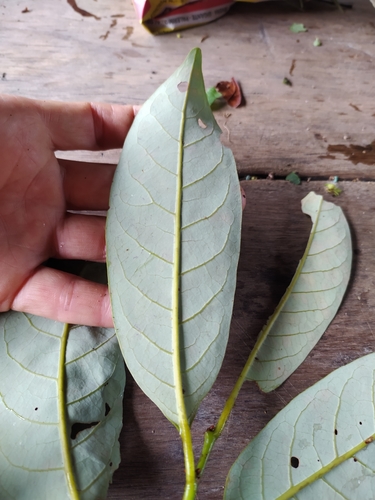 Otoba parvifolia (Small leaf otoba) — photo