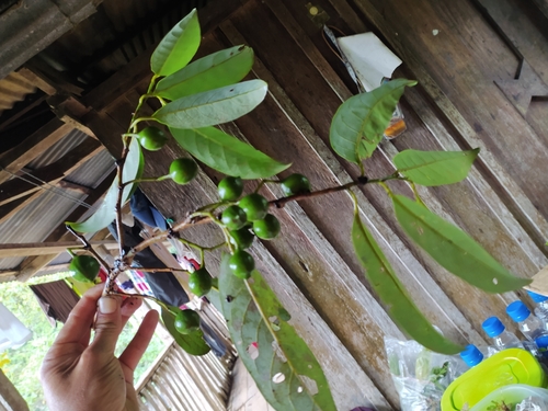 Otoba parvifolia