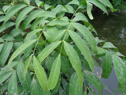 Otophora fruticosa — photo