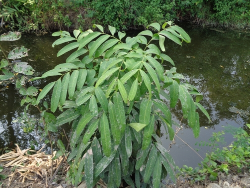 Otophora fruticosa — photo