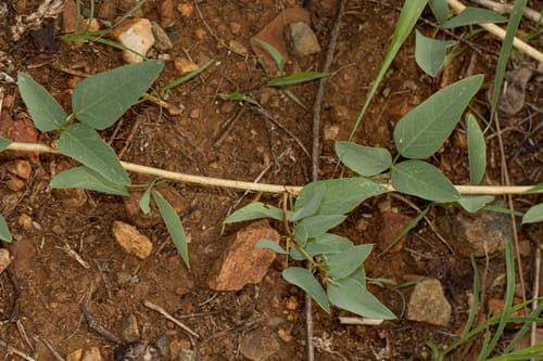 Otoptera burchellii (Purple savannah pea) — photo