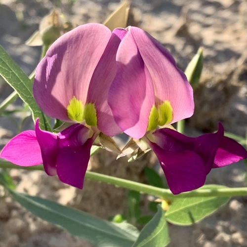 Otoptera burchellii