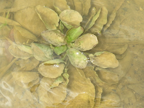 Ottelia alismoides (Pond Lettuce) — photo