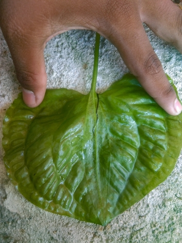 Ottelia alismoides (Pond Lettuce) — photo