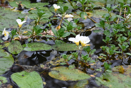 Ottelia cordata — photo