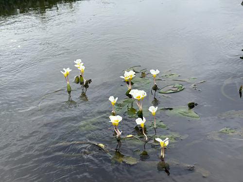 Ottelia cordata — photo