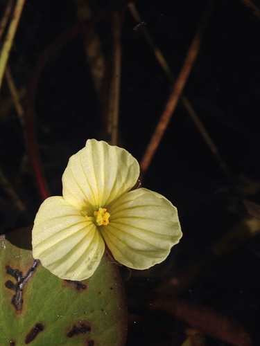 Ottelia ulvifolia (Water lettuce) — photo