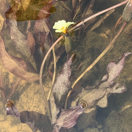 Ottelia ulvifolia (Water lettuce) — photo