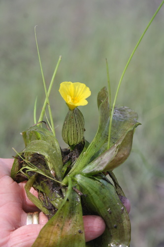 Ottelia ulvifolia