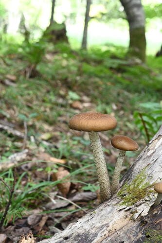 Oudemansiella brunneomarginata — photo