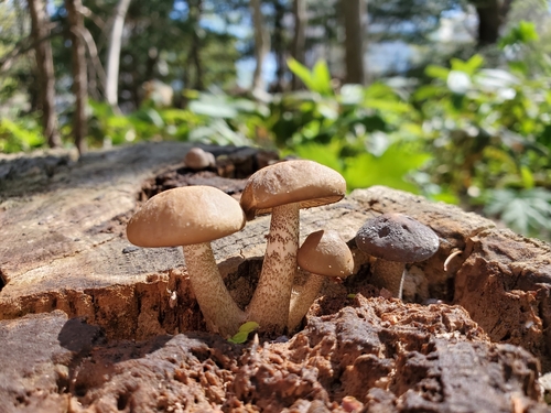 Oudemansiella brunneomarginata