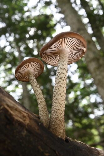 Oudemansiella brunneomarginata — photo