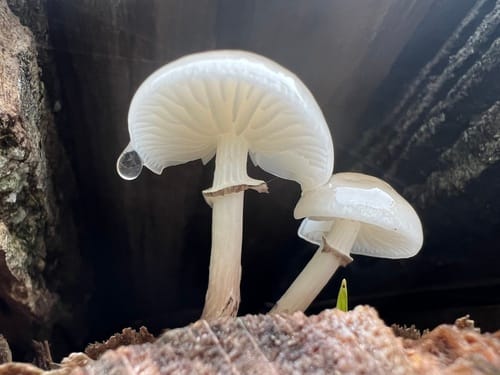 Oudemansiella mucida (Porcelain fungus) — photo