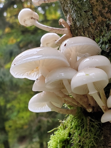 Oudemansiella mucida