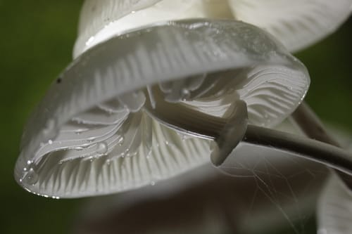 Oudemansiella mucida (Porcelain fungus) — photo