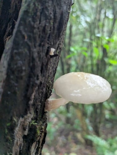 Oudemansiella venosolamellata — photo