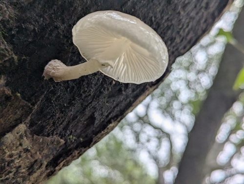 Oudemansiella venosolamellata