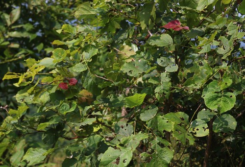 Ougeinia oojeinensis — photo