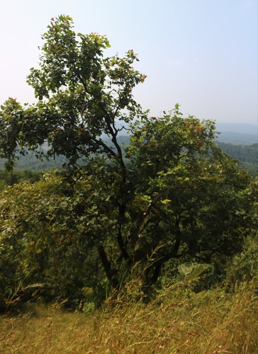 Ougeinia oojeinensis