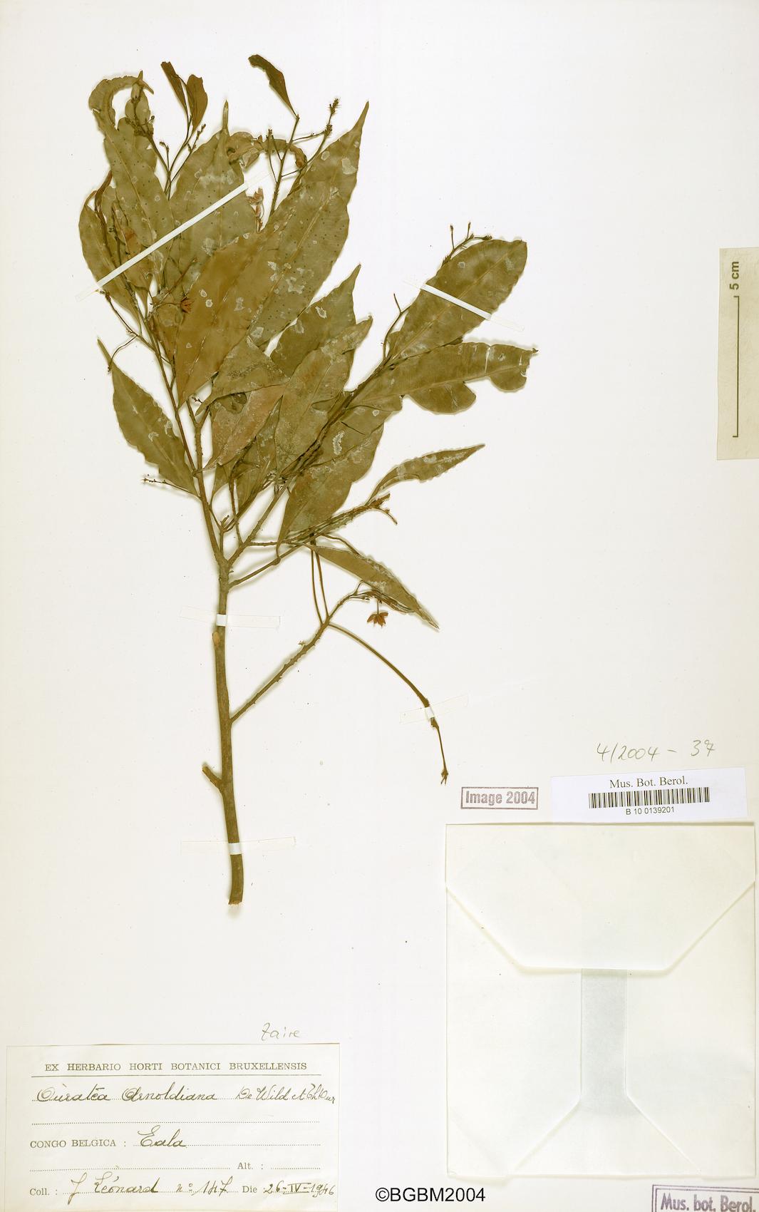 Ouratea arnoldiana — photo