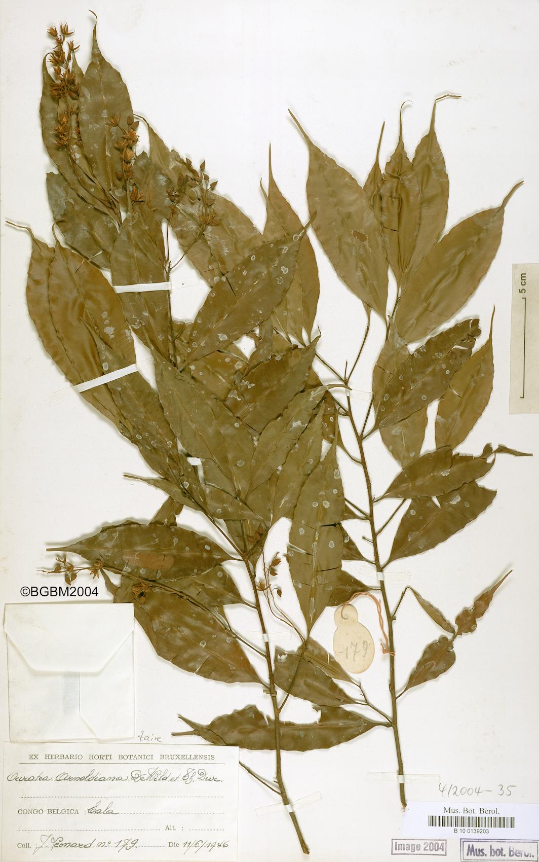 Ouratea arnoldiana — photo