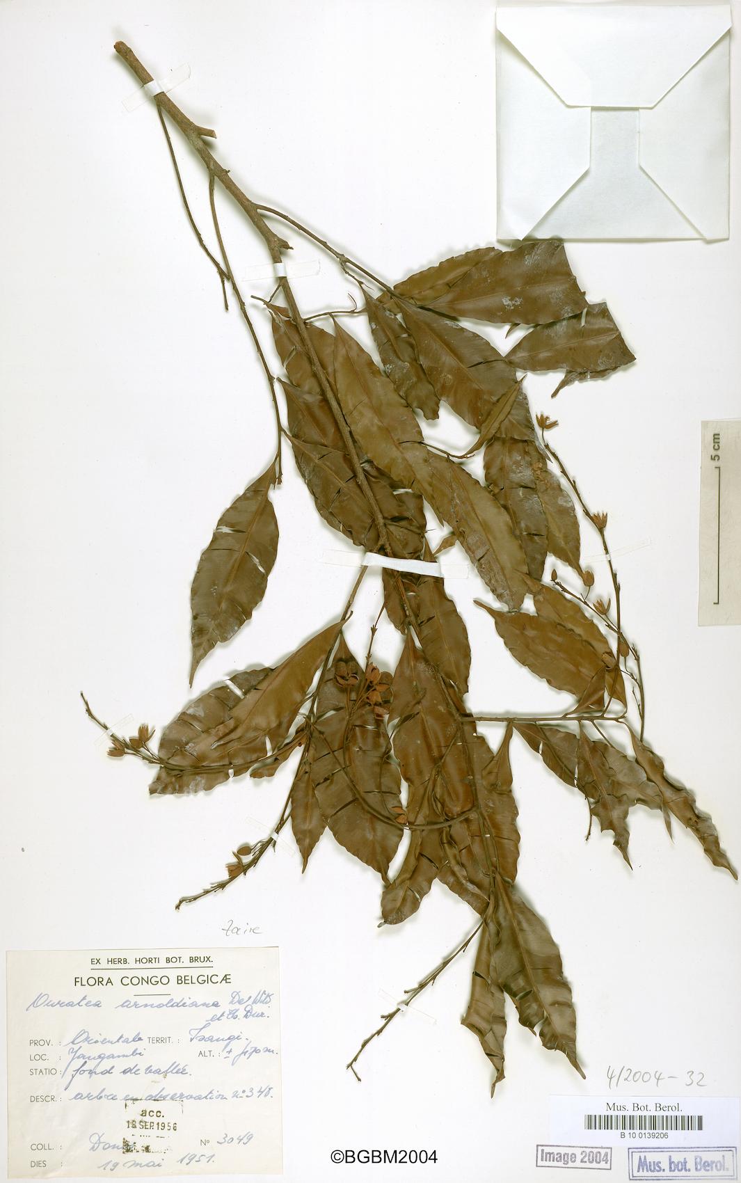 Ouratea arnoldiana