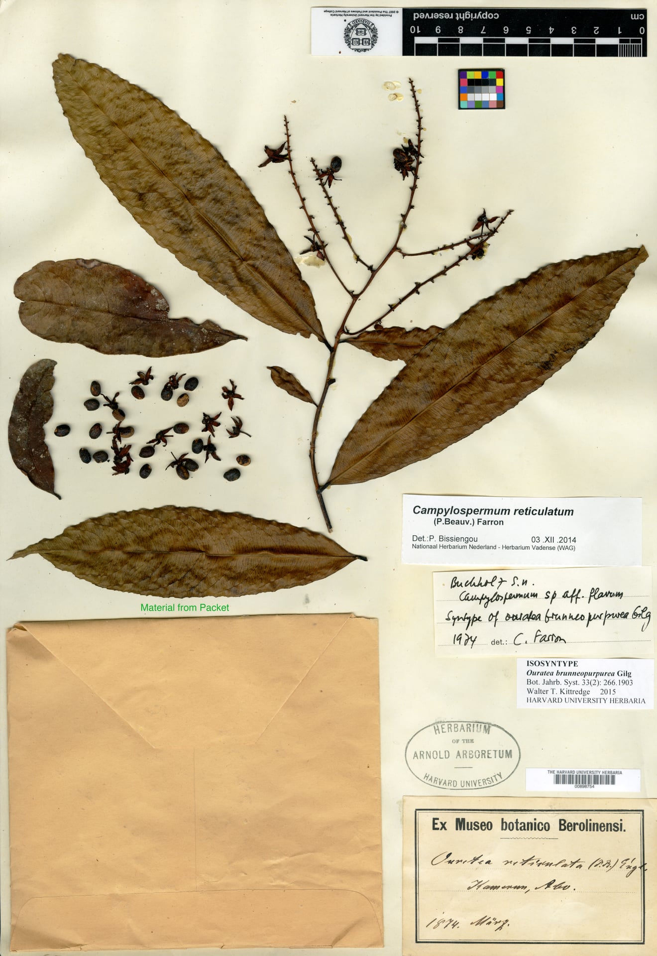 Ouratea brunneopurpurea