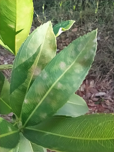 Ouratea floribunda — photo