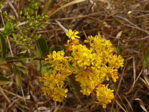 Ouratea floribunda — photo